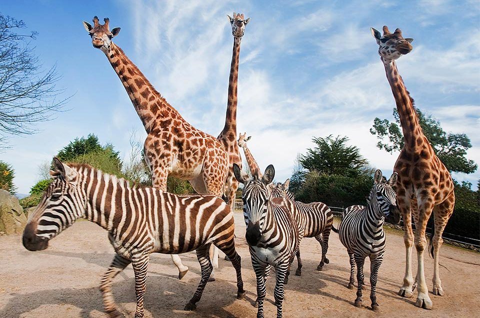 Belfast Zoo